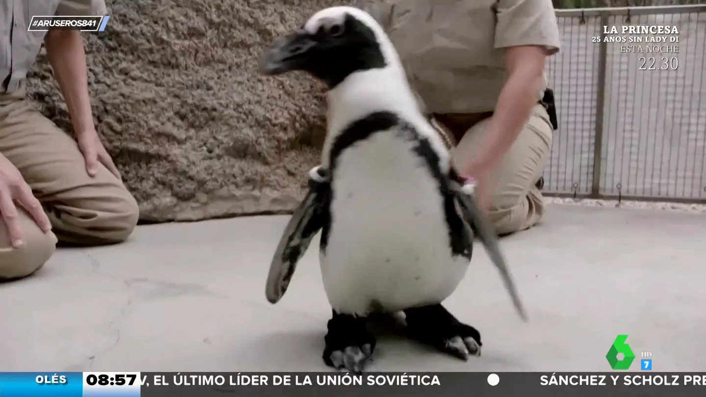 Lucas, el pingüino que puede volver a caminar gracias a unos botines Lucas, el pingüino que puede volver a caminar gracias a unos botines