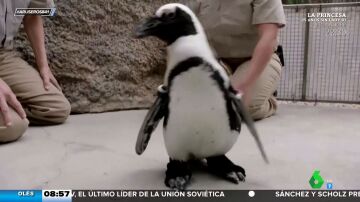 Lucas, el pingüino que puede volver a caminar gracias a unos botines