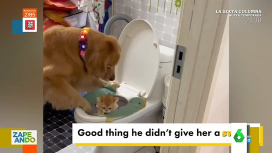 La venganza de un perro contra un gato después de que el dueño le hiciera mimos La venganza de un perro contra un gato después de que el dueño le hiciera mimos
