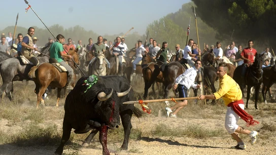 El Toro de la Vega, de nuevo envuelto en polémica tras décadas de disputa El Toro de la Vega, de nuevo envuelto en polémica tras décadas de disputa