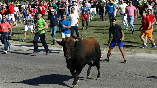 Imagen de archivo del festejo del Toro de la Vega. Imagen de archivo del festejo del Toro de la Vega.