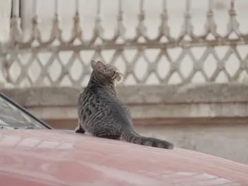 Gato subido a un coche Gato subido a un coche