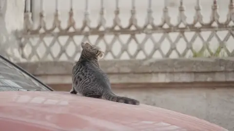 Gato subido a un coche Gato subido a un coche