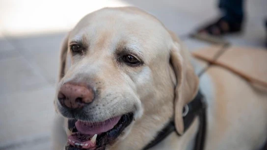 Diseñan un aparato que hace posible la comunicación entre mascotas y humanos Diseñan un aparato que hace posible la comunicación entre mascotas y humanos