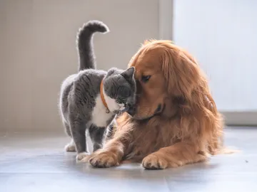 Un gato y un perro se acarician Un gato y un perro se acarician