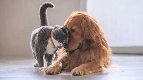 Un gato y un perro se acarician Un gato y un perro se acarician