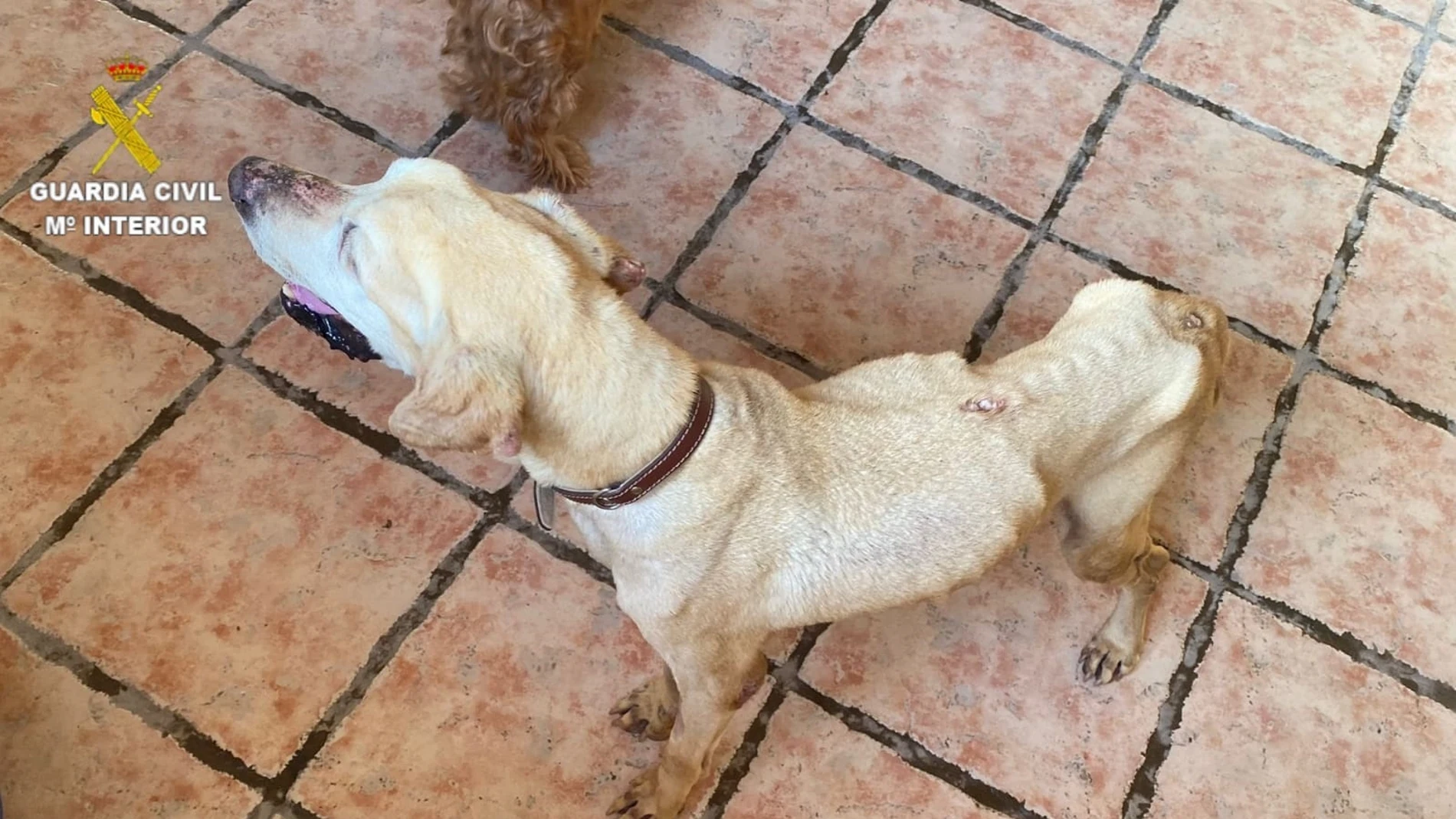 Investigada dueña de un perro con delgadez severa y una veterinaria por un delito de omisión