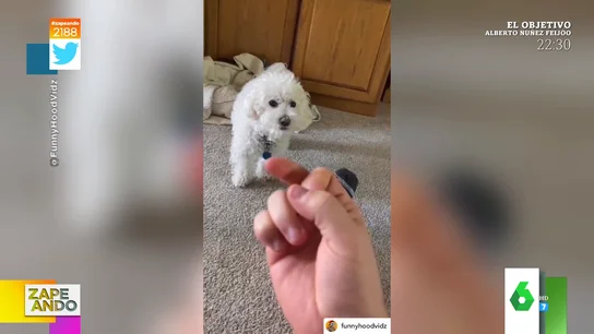 El enfado viral de un perro cada vez que su dueño le hace una peineta El enfado viral de un perro cada vez que su dueño le hace una peineta