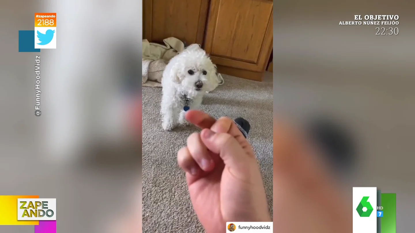 El enfado viral de un perro cada vez que su dueño le hace una peineta El enfado viral de un perro cada vez que su dueño le hace una peineta