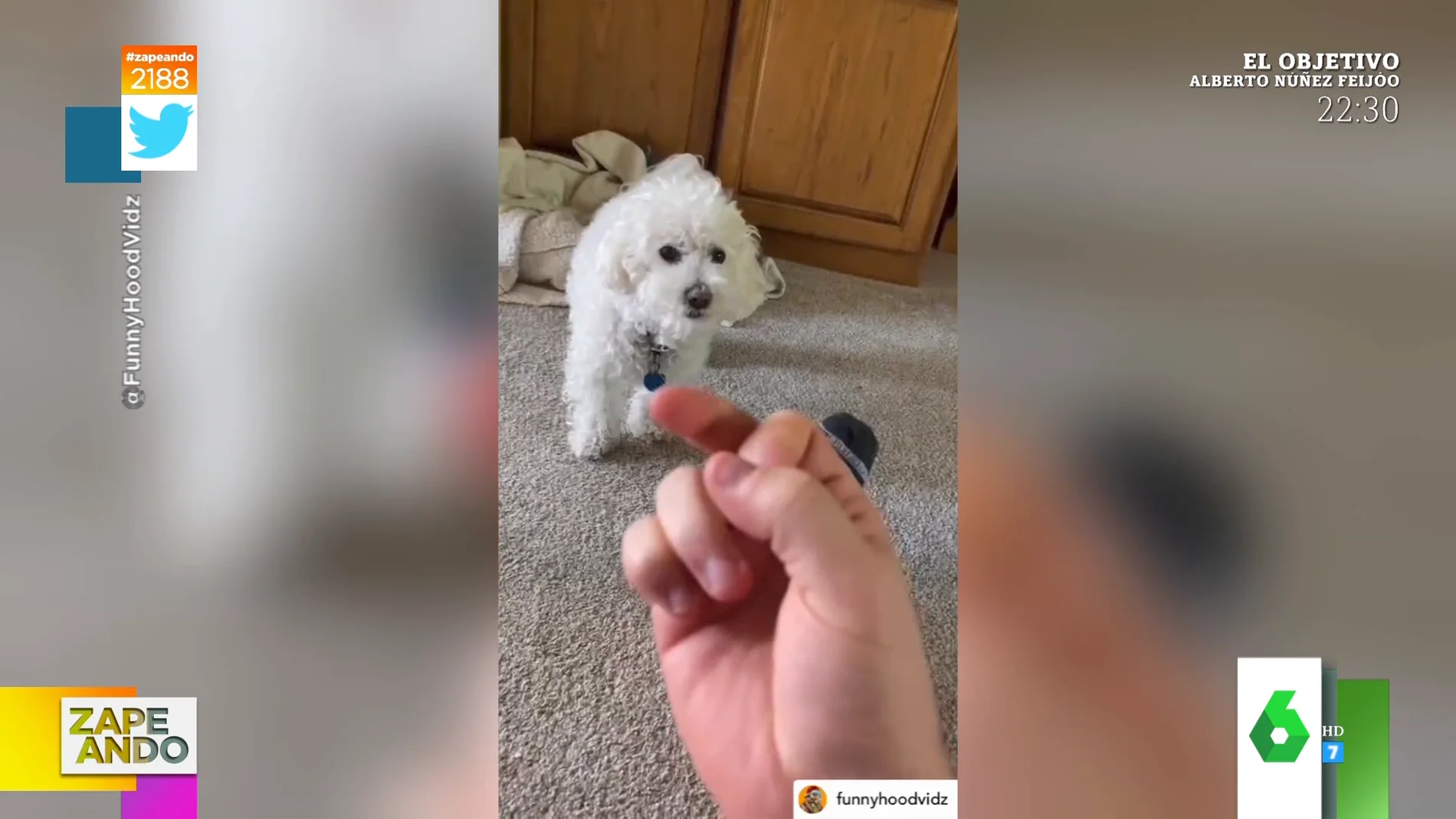El enfado viral de un perro cada vez que su dueño le hace una peineta