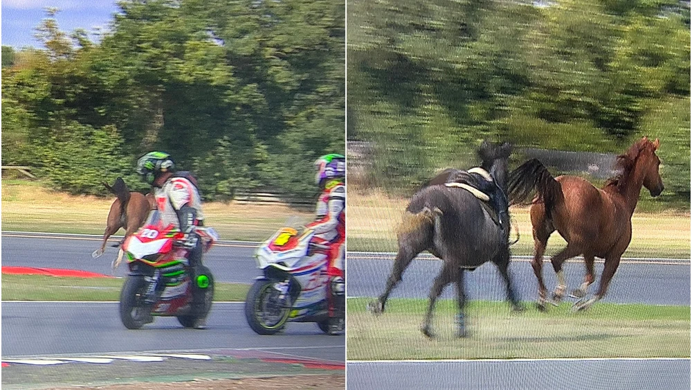 Dos caballos, en el trazado de Snetterton