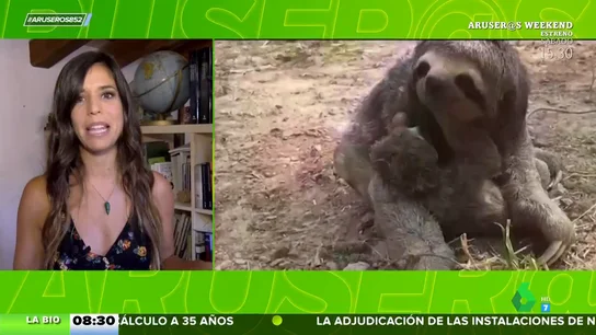 La entrañable reacción de este bebé de perezoso cuando se reencuentra con su madre tras un incendio forestal La entrañable reacción de este bebé de perezoso cuando se reencuentra con su madre tras un incendio forestal