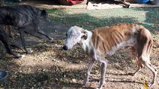 Investigan por maltrato a un refugio de animales abandonados en Almería. Investigan por maltrato a un refugio de animales abandonados en Almería.