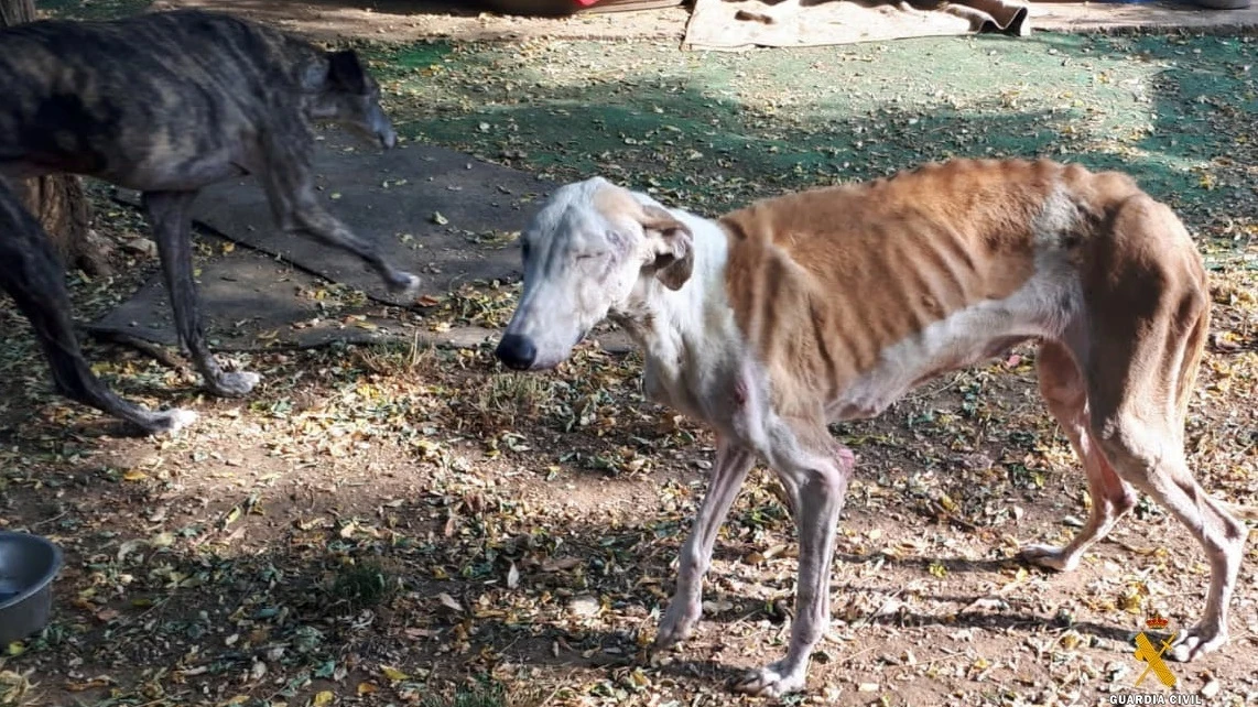 Investigan por maltrato a un refugio de animales abandonados en Almería.