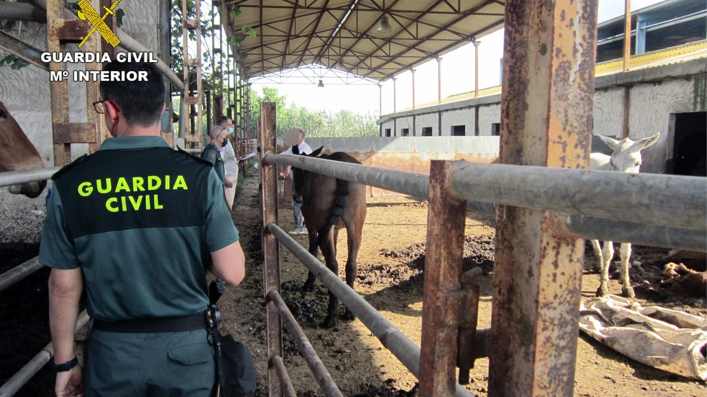 Investigado el dueño de explotación equina en Murcia con 13 animales muertos Investigado el dueño de explotación equina en Murcia con 13 animales muertos