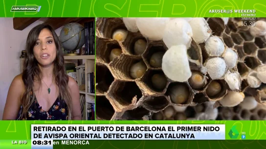 Retiran en Barcelona un nido de avispa oriental, una especie muy peligrosa Retiran en Barcelona un nido de avispa oriental, una especie muy peligrosa