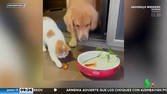 Un perro y un gato rescatan a un pez de una muerte segura Un perro y un gato rescatan a un pez de una muerte segura