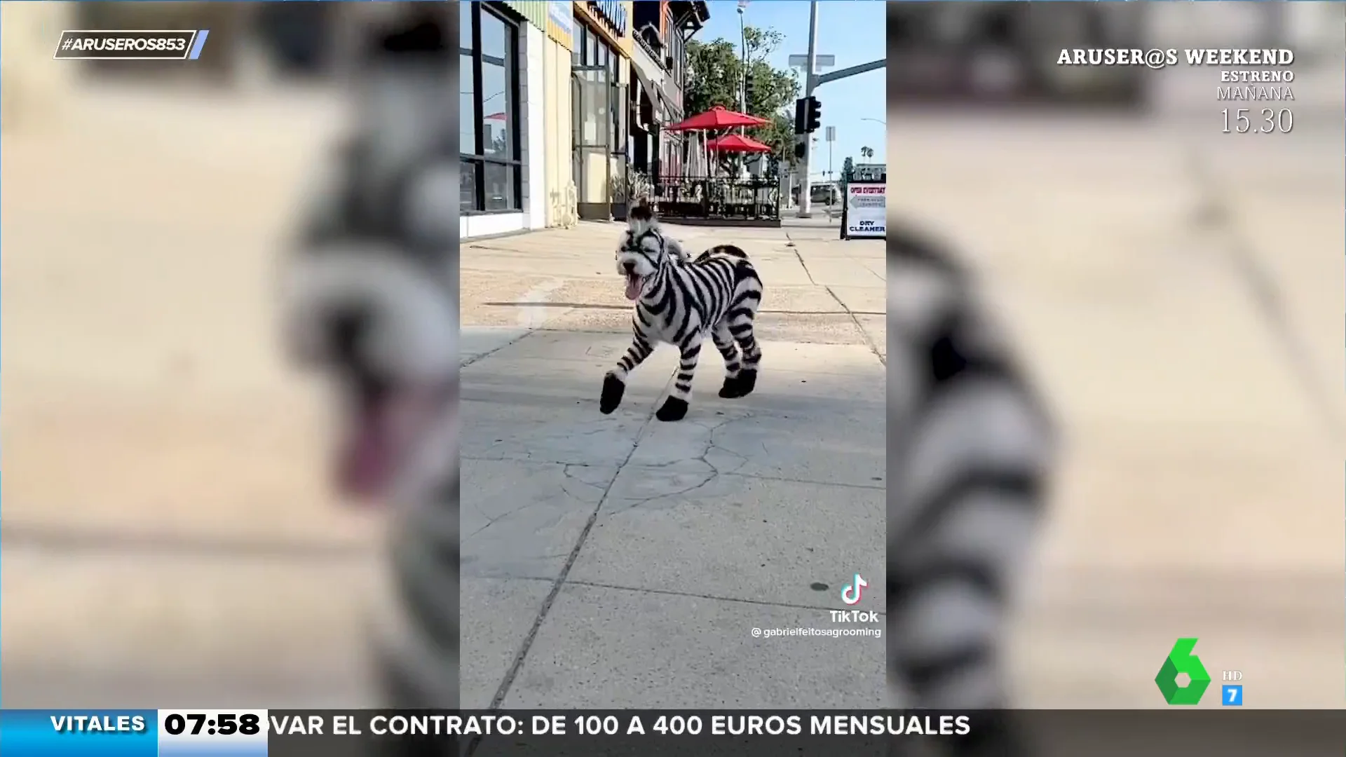 ¿Perro o cebra? El curioso look de este can puede provocarle una crisis de identidad