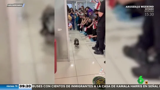 Un perro sale de la UCI y sus veterinarios le despiden con un bonito homenaje Un perro sale de la UCI y sus veterinarios le despiden con un bonito homenaje