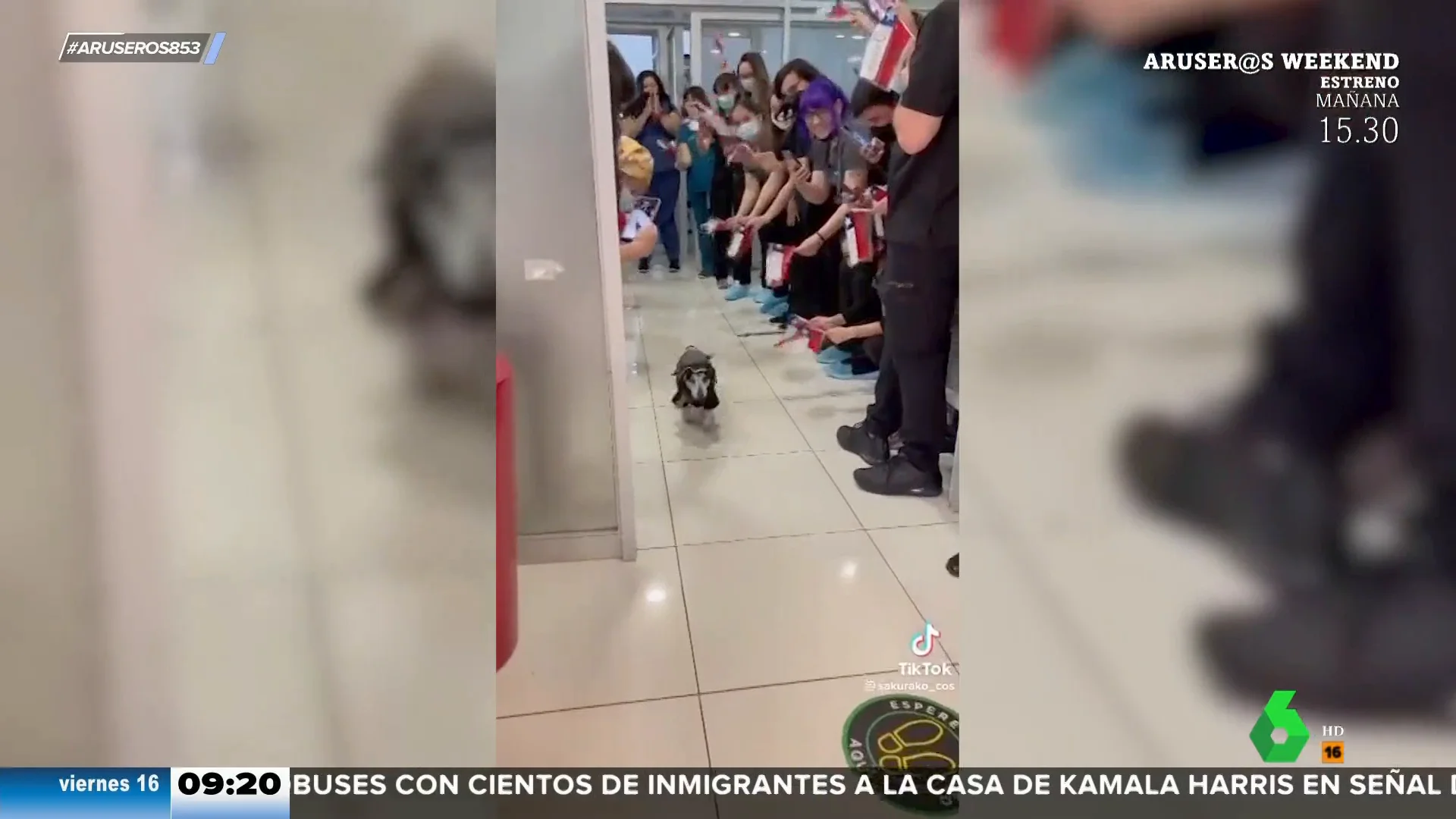 Un perro sale de la UCI y sus veterinarios le despiden con un bonito homenaje