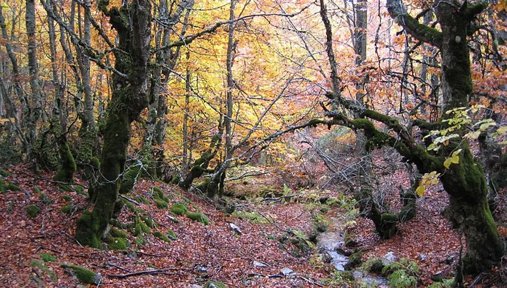 Hayedo de la Pedrosa. Segovia Hayedo de la Pedrosa. Segovia