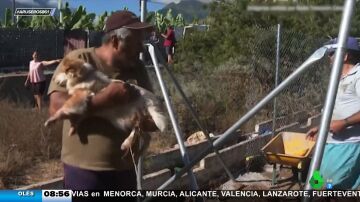 Los veterinarios de La Palma reciben un premio por salvar a 4.000 animales durante la erupción
