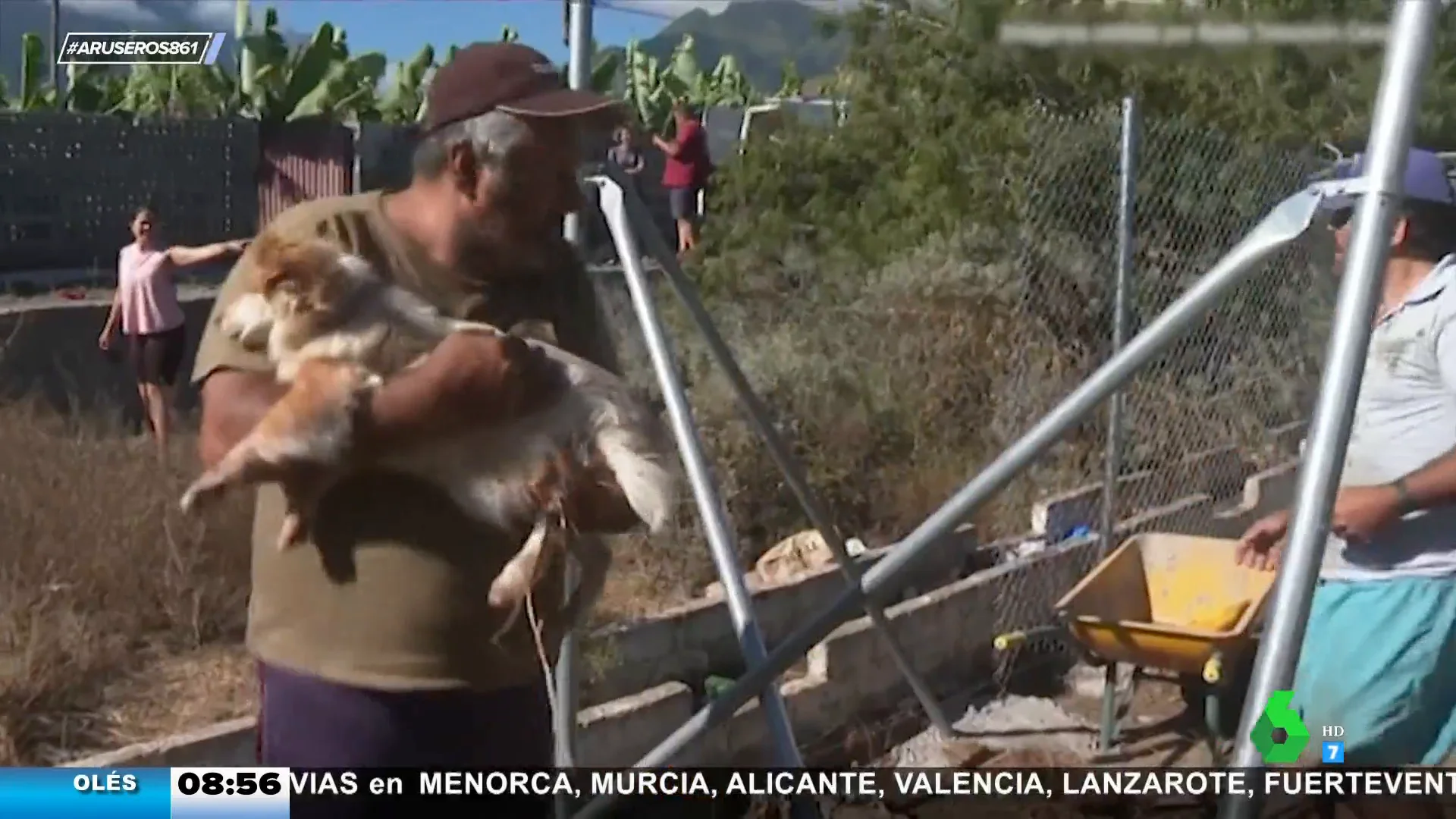 Los veterinarios de La Palma reciben un premio por salvar a 4.000 animales durante la erupción