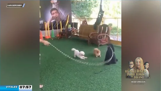 perros comba perros comba