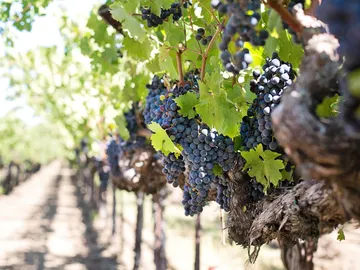 Cosechas de uvas Cosechas de uvas
