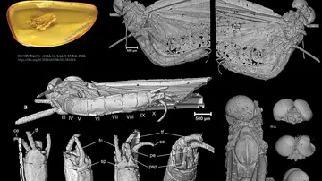 Imagen microtomográfica del insecto descubierto