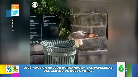 Así caza un halcón una rata en el interior de una papelera de Nueva York Así caza un halcón una rata en el interior de una papelera de Nueva York