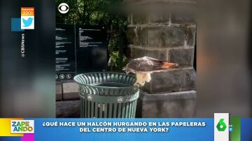 Así caza un halcón una rata en el interior de una papelera de Nueva York 