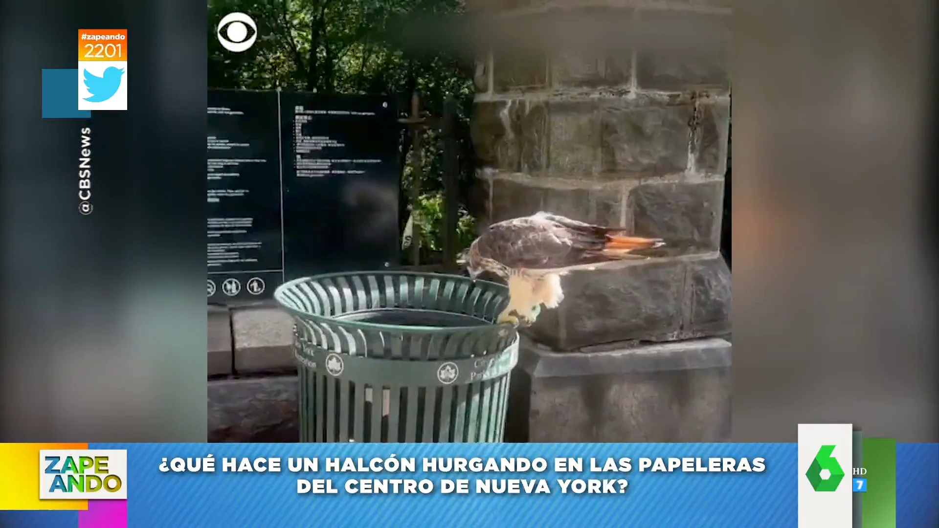 Así caza un halcón una rata en el interior de una papelera de Nueva York 