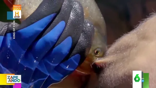 Así queda la piel tras la 'mordedura' de una piraña Así queda la piel tras la 'mordedura' de una piraña