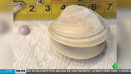 Encuentra una perla valorada en 4.000 euros mientras come almejas Encuentra una perla valorada en 4.000 euros mientras come almejas