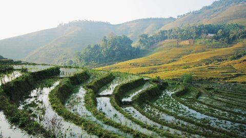 Arrozales. Vietnam