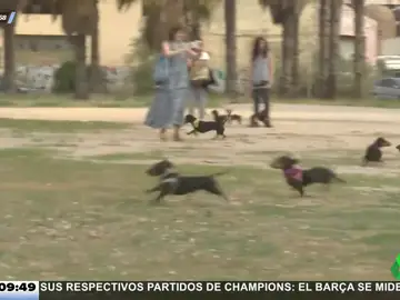 Más de 150 perros salchichas &quot;invaden&quot; Valencia
