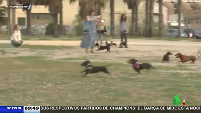 Más de 150 perros salchichas "invaden" Valencia