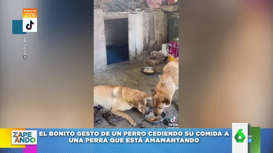 El tierno gesto de un perro: le cede su comida a una perra que está amamantando a sus crías El tierno gesto de un perro: le cede su comida a una perra que está amamantando a sus crías