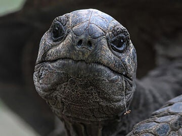 tortuga gigante de Aldabra 