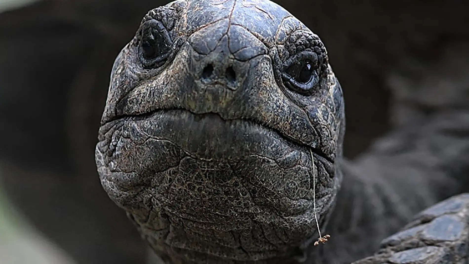 tortuga gigante de Aldabra 