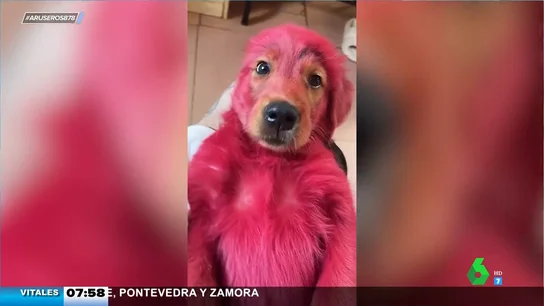 El asombroso look de este cachorrito que ha jugado con el tinte del pelo de su dueña El asombroso look de este cachorrito que ha jugado con el tinte del pelo de su dueña