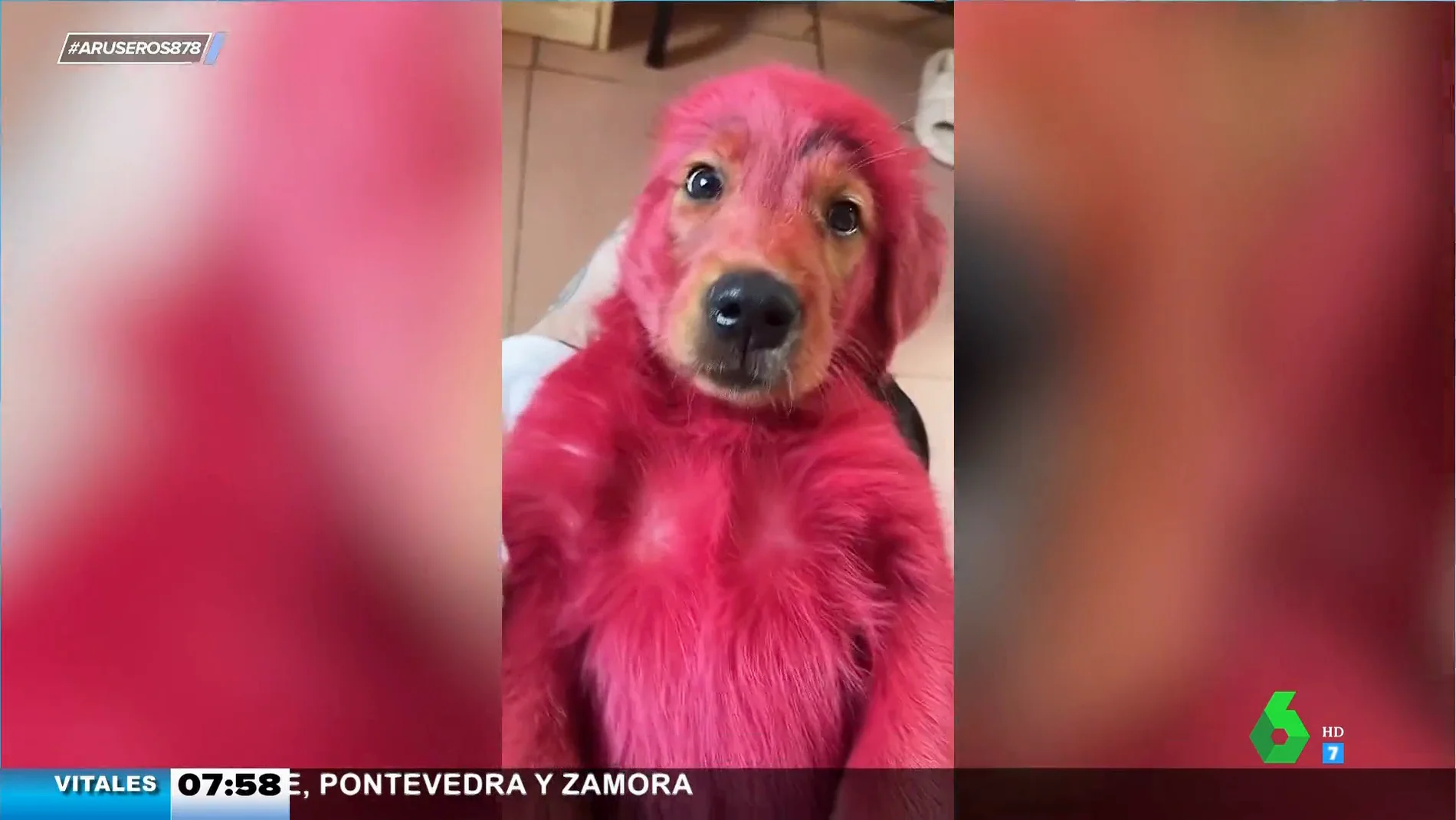El asombroso look de este cachorrito que ha jugado con el tinte del pelo de su dueña