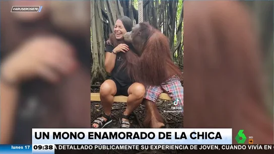 La desvergonzada declaración de amor de un mono a una turista: "Empieza educado y acaba como un estríper" La desvergonzada declaración de amor de un mono a una turista: "Empieza educado y acaba como un estríper"