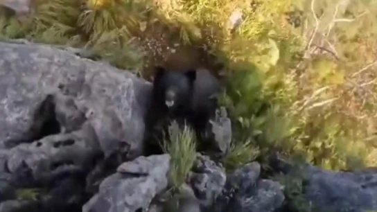 El terrible ataque de un oso a un escalador en pleno ascenso El terrible ataque de un oso a un escalador en pleno ascenso