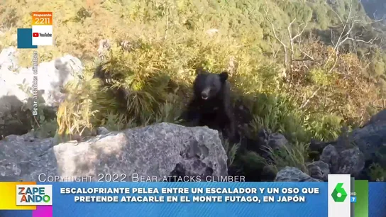 Vídeo viral del ataque de un oso a un escalador en Japón Vídeo viral del ataque de un oso a un escalador en Japón