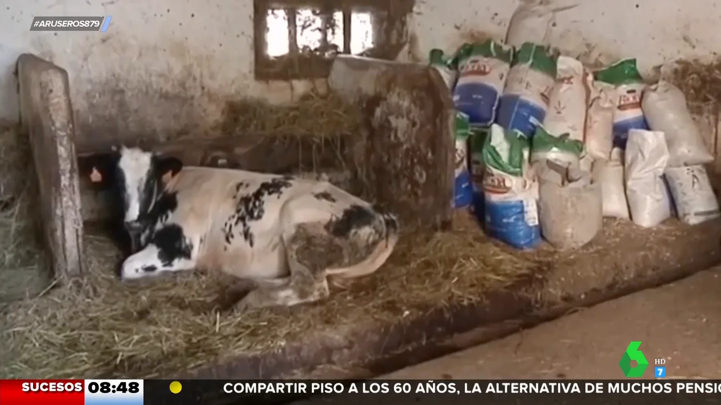 Multan a una explotación ganadera por el mugido de una vaca, "y no es una vaca cualquiera" Multan a una explotación ganadera por el mugido de una vaca, "y no es una vaca cualquiera"