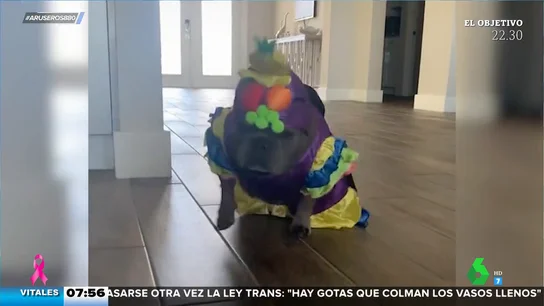 Así es el divertido 'baile' del perro sandunguero que te va a alegrar el día Así es el divertido 'baile' del perro sandunguero que te va a alegrar el día