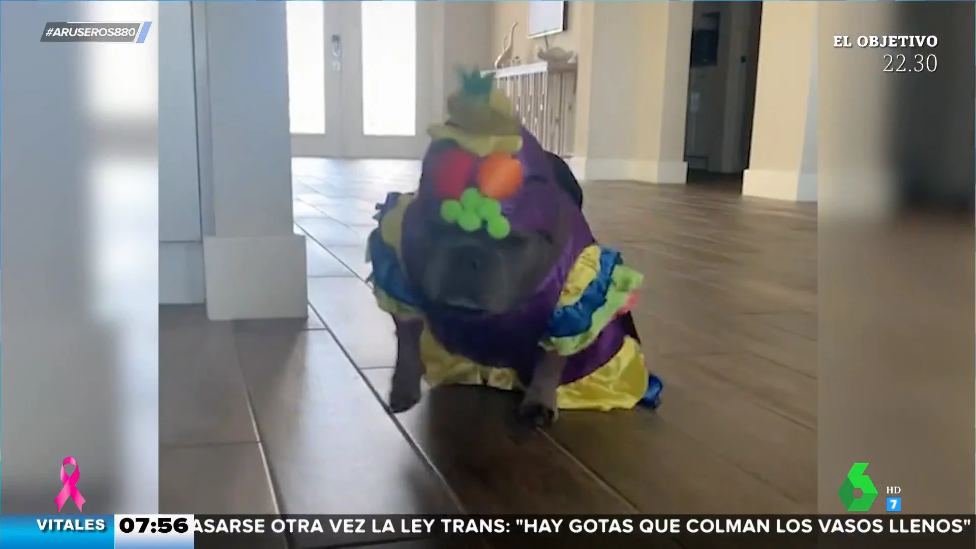 Así es el divertido 'baile' del perro sandunguero que te va a alegrar el día