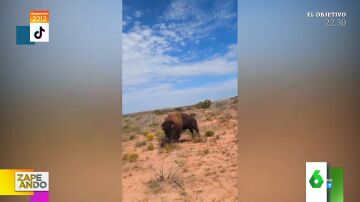 El angustioso momento en el que una mujer sufre el ataque de un bisonte cuando paseaba 